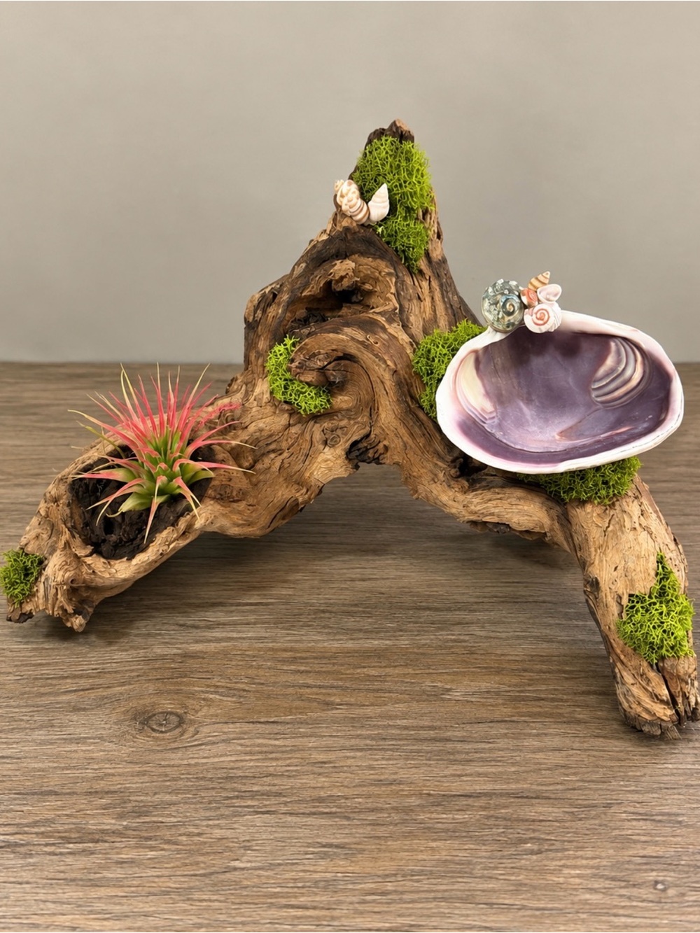 Driftwood Shell Accent with Pink Air Plant and Green Moss